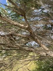 Melaleuca armillaris