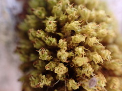 Plenogemma phyllantha