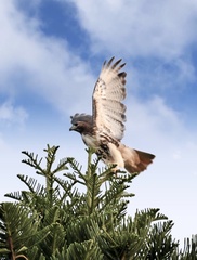 Buteo jamaicensis