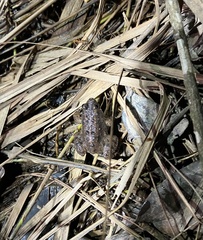 Occidozyga martensii