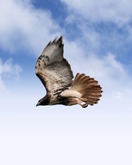 Buteo jamaicensis