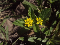 Lippia turnerifolia