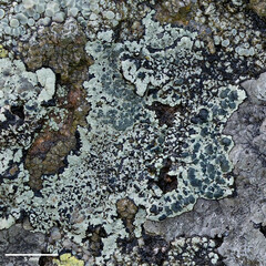 Lecanora sulphurea