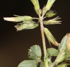 Trifolium breweri