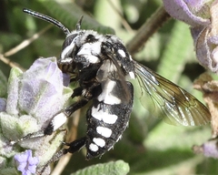 Thyreus histrionicus