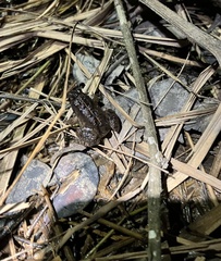 Occidozyga martensii