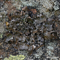 Umbilicaria cylindrica