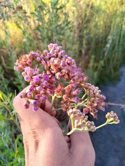 Tessaria absinthioides