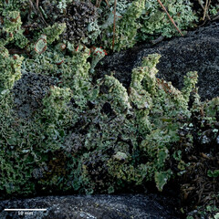 Cladonia straminea