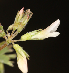 Trifolium breweri