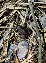 Occidozyga martensii