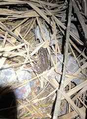 Occidozyga martensii