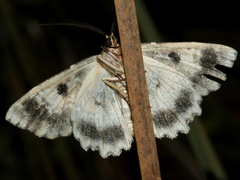 Hypodoxa horridata