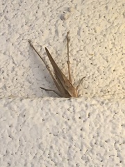 Neoconocephalus triops