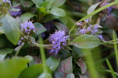 Mentha pulegium