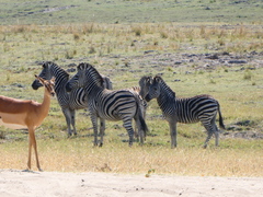 Equus quagga chapmani