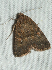 Hypoperigea tonsa