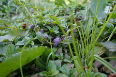 Mentha pulegium