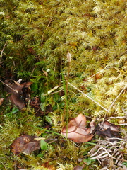 Pterostylis trullifolia