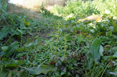 Mentha pulegium