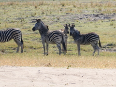 Equus quagga chapmani