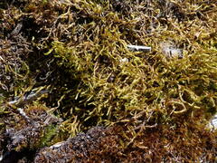 Antitrichia curtipendula