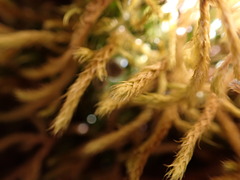 Antitrichia curtipendula