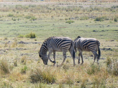 Equus quagga chapmani