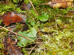 Pterostylis trullifolia