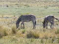 Equus quagga chapmani