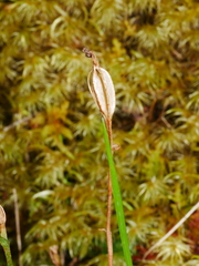 Pterostylis trullifolia