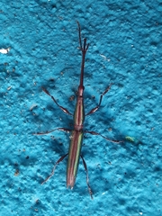 Brentidae