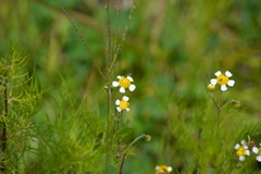 Achyropappus anthemoides