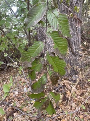 Ulmus crassifolia