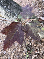 Hydrangea quercifolia