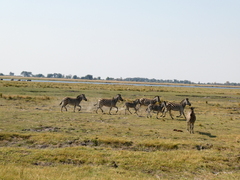 Equus quagga chapmani