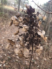 Hydrangea quercifolia