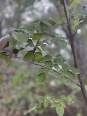 Ulmus crassifolia