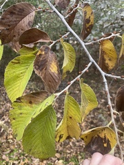 Ulmus crassifolia