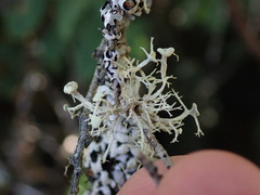 Ramalina dilacerata