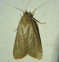 Cathayia insularum