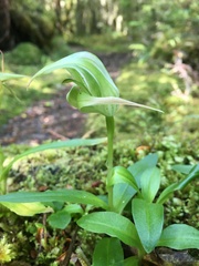 Pterostylis australis
