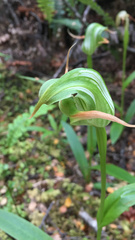 Pterostylis australis