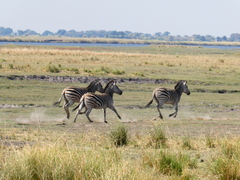 Equus quagga chapmani