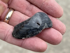 Lamarcka imbricata