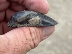 Lamarcka imbricata