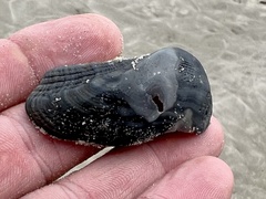 Lamarcka imbricata