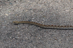 Crotalus basiliscus