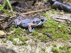 Hypopachus variolosus