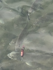 Acanthopagrus australis